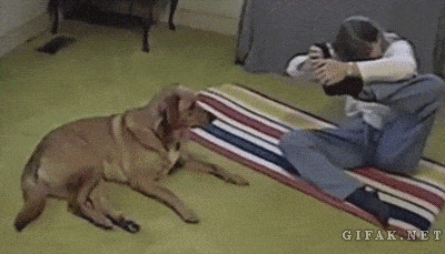 When Your Dog is Smarter than you- Funny Gifs